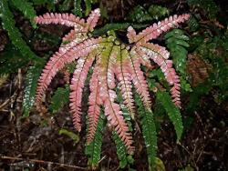 Adiantum hispidulum. Immature frond coloured pink.
 Image: L.R. Perrie © Leon Perrie CC BY-NC 3.0 NZ